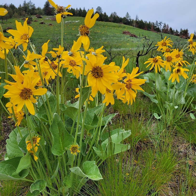 Montana Sunflowers in the Summer